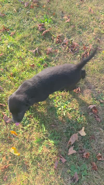 Girl 15, a female Labrador Retriever for sale in Orwell, OH – 5 of 6