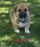 Boy #1, a male German Shepherd Dog and Pembroke Welsh Corgi for sale in Orwell, OH – 1 of 1