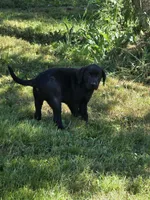 Male #2, a male Labrador Retriever for sale in Orwell, OH – 4 of 5