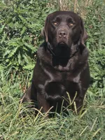 Boy 1, a male Labrador Retriever for sale in Orwell, OH – 3 of 4
