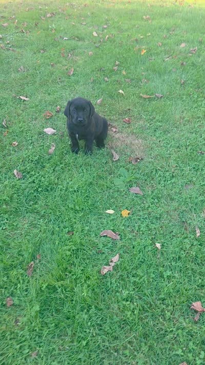 Boy 29, a male Labrador Retriever for sale in Orwell, OH – 7 of 7