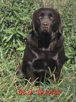 Girl 15, a female Labrador Retriever for sale in Orwell, OH – 3 of 6