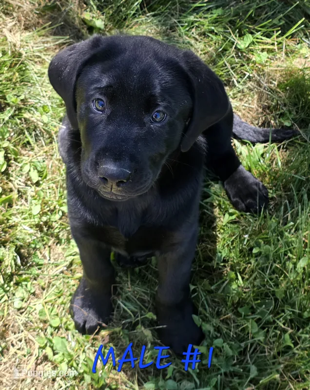 Male #1 – Labrador Retriever puppy for sale in Orwell, OH