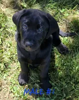 Male #1, a male Labrador Retriever for sale in Orwell, OH – 1 of 5