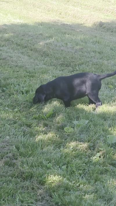 Male #2, a male Labrador Retriever for sale in Orwell, OH – 5 of 5