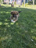 Boy #2, a male German Shepherd Dog and Pembroke Welsh Corgi for sale in Orwell, OH – 1 of 1
