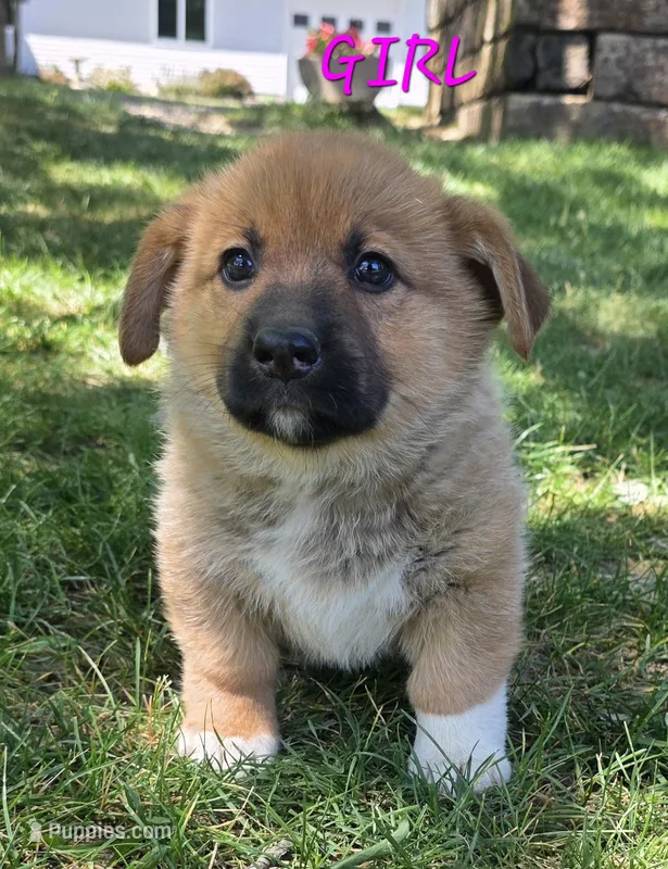Girl #1 – German Shepherd Dog, Pembroke Welsh Corgi puppy for sale in Orwell, OH