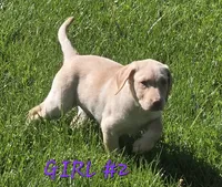 Girl #2, a female Labrador Retriever for sale in Orwell, OH – 4 of 4