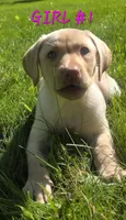 Girl #1, a female Labrador Retriever for sale in Orwell, OH – 2 of 4