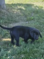 Male #1, a male Labrador Retriever for sale in Orwell, OH – 4 of 5