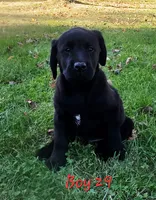 Boy 29, a male Labrador Retriever for sale in Orwell, OH – 2 of 7