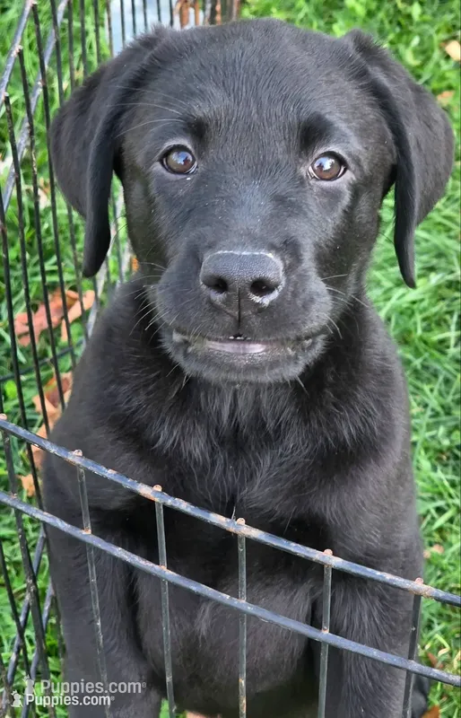 Boy Puppy 26 – Labrador Retriever puppy for sale in Orwell, OH