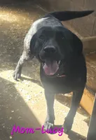 Boy 17, a male Labrador Retriever for sale in Orwell, OH – 2 of 6