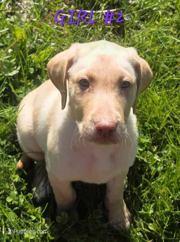 Girl #2 – Labrador Retriever puppy for sale in Orwell, OH