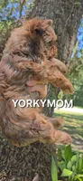 CHOCOLATE SABLE GORGEOUS!!, a female Yorkshire Terrier for sale in Santa Rosa Beach, FL – 3 of 10