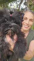 SOLID BRINDLE EXTREME GIRL, a female Yorkshire Terrier for sale in Santa Rosa Beach, FL – 5 of 9