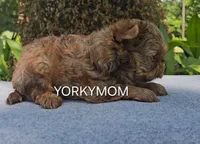 CHOCOLATE SABLE GORGEOUS!!, a female Yorkshire Terrier for sale in Santa Rosa Beach, FL – 8 of 10