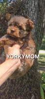 CHOCOLATE SABLE GORGEOUS!!, a female Yorkshire Terrier for sale in Santa Rosa Beach, FL – 6 of 10