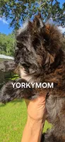 SOLID BRINDLE EXTREME GIRL, a female Yorkshire Terrier for sale in Destin, FL – 4 of 10