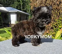 SOLID BRINDLE EXTREME GIRL, a female Yorkshire Terrier for sale in Destin, FL – 9 of 10
