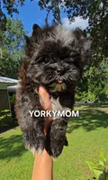 SOLID BRINDLE EXTREME GIRL, a female Yorkshire Terrier for sale in Destin, FL – 2 of 10