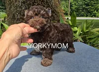 CHOCOLATE EXTREME LINE, a female Yorkshire Terrier for sale in Santa Rosa Beach, FL – 6 of 7