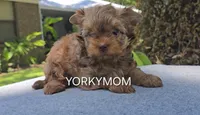 CHOCOLATE SABLE GORGEOUS!!, a female Yorkshire Terrier for sale in Santa Rosa Beach, FL – 7 of 10