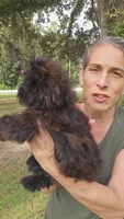 SOLID BRINDLE EXTREME GIRL, a female Yorkshire Terrier for sale in Santa Rosa Beach, FL – 3 of 9