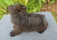 SOLID BRINDLE EXTREME GIRL, a female Yorkshire Terrier for sale in Santa Rosa Beach, FL – 4 of 9
