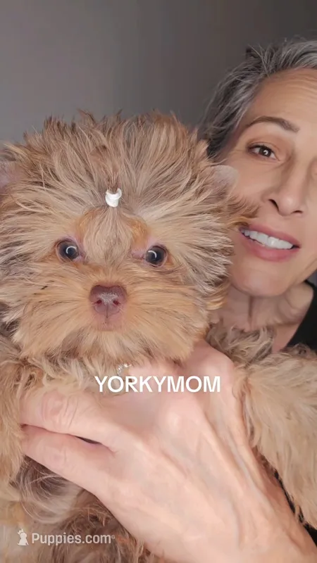 CHOCOLATE SABLE GORGEOUS!! – Yorkshire Terrier puppy for sale in Santa Rosa Beach, FL