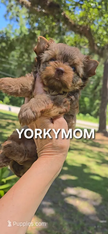 CHOCOLATE SABLE GORGEOUS!! – Yorkshire Terrier puppy for sale in Santa Rosa Beach, FL