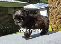 SOLID BRINDLE EXTREME GIRL, a female Yorkshire Terrier for sale in Destin, FL – 8 of 10