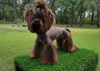 SOLID BRINDLE EXTREME GIRL, a female Yorkshire Terrier for sale in Santa Rosa Beach, FL – 9 of 9