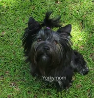 I'M RETIRED!! (NO FEE), a female Yorkshire Terrier for sale in Santa Rosa Beach, FL – 4 of 6