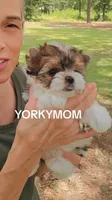 EXTREME PARTI BABYDOLL, a female Yorkshire Terrier for sale in Santa Rosa Beach, FL – 10 of 10