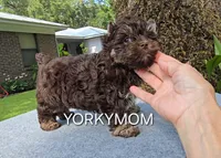 CHOCOLATE EXTREME LINE, a female Yorkshire Terrier for sale in Santa Rosa Beach, FL – 4 of 7