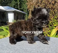 SOLID BRINDLE EXTREME GIRL, a female Yorkshire Terrier for sale in Destin, FL – 10 of 10