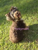 ADULT FEMALE, a female Yorkshire Terrier for sale in Destin, FL – 3 of 3