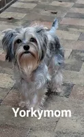 I'M RETIRED!!  (NO FEE), a female Yorkshire Terrier for sale in Santa Rosa Beach, FL – 3 of 6