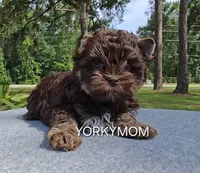 CHOCOLATE EXTREME LINE, a female Yorkshire Terrier for sale in Santa Rosa Beach, FL – 5 of 7
