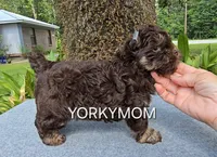 CHOCOLATE EXTREME LINE, a female Yorkshire Terrier for sale in Santa Rosa Beach, FL – 3 of 7