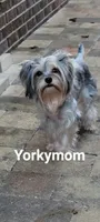 I'M RETIRED!!  (NO FEE), a female Yorkshire Terrier for sale in Santa Rosa Beach, FL – 4 of 6