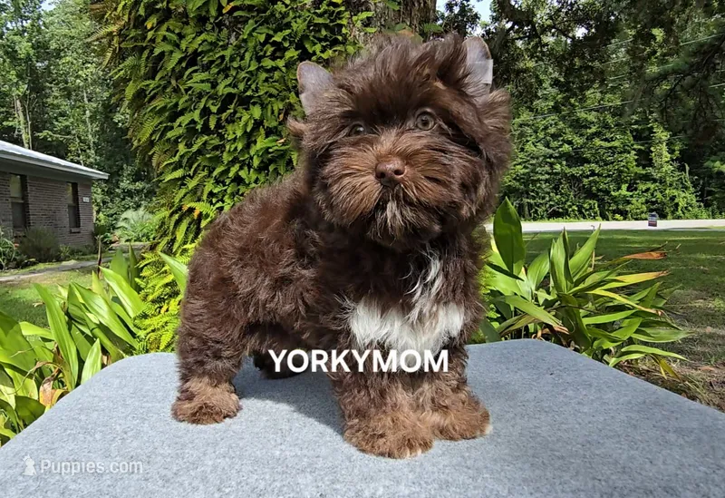 DARK CHOCOLATE w/ POINTS (Green Eyes!) – Yorkshire Terrier puppy for sale in Santa Rosa Beach, FL