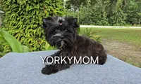 SOLID BRINDLE EXTREME GIRL, a female Yorkshire Terrier for sale in Santa Rosa Beach, FL – 2 of 9