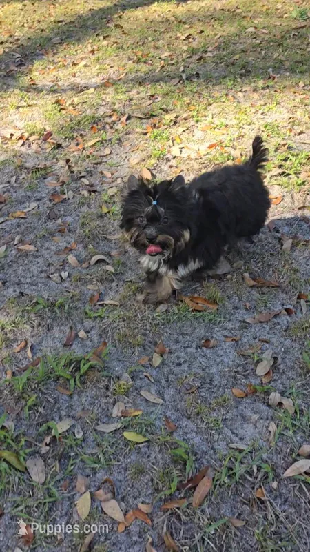 Traditional – Yorkshire Terrier puppy for sale in Destin, FL