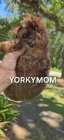 CHOCOLATE SABLE GORGEOUS!!, a female Yorkshire Terrier for sale in Santa Rosa Beach, FL – 4 of 10