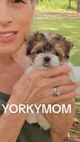 EXTREME PARTI BABYDOLL, a female Yorkshire Terrier for sale in Santa Rosa Beach, FL – 8 of 10