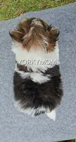 EXTREME PARTI BABYDOLL, a female Yorkshire Terrier for sale in Santa Rosa Beach, FL – 3 of 10