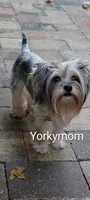 I'M RETIRED!!  (NO FEE), a female Yorkshire Terrier for sale in Santa Rosa Beach, FL – 5 of 6