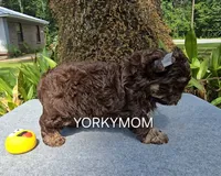 CHOCOLATE EXTREME LINE, a female Yorkshire Terrier for sale in Santa Rosa Beach, FL – 2 of 7